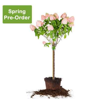Pinky Winky® Hydrangea Tree: Spring 2024 Pre Order