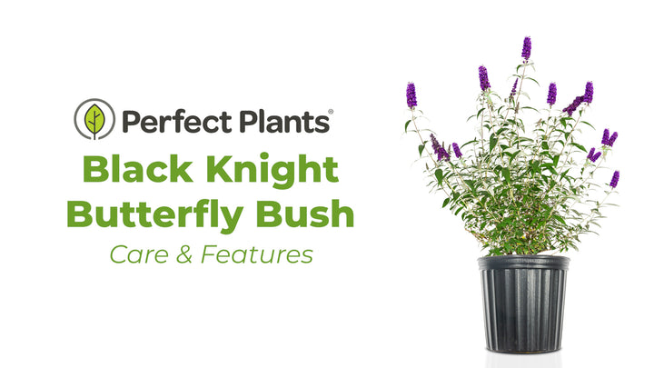 Black Knight Butterfly Bush for Sale | Perfect Plants