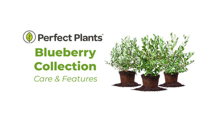 Climax Blueberry Bush