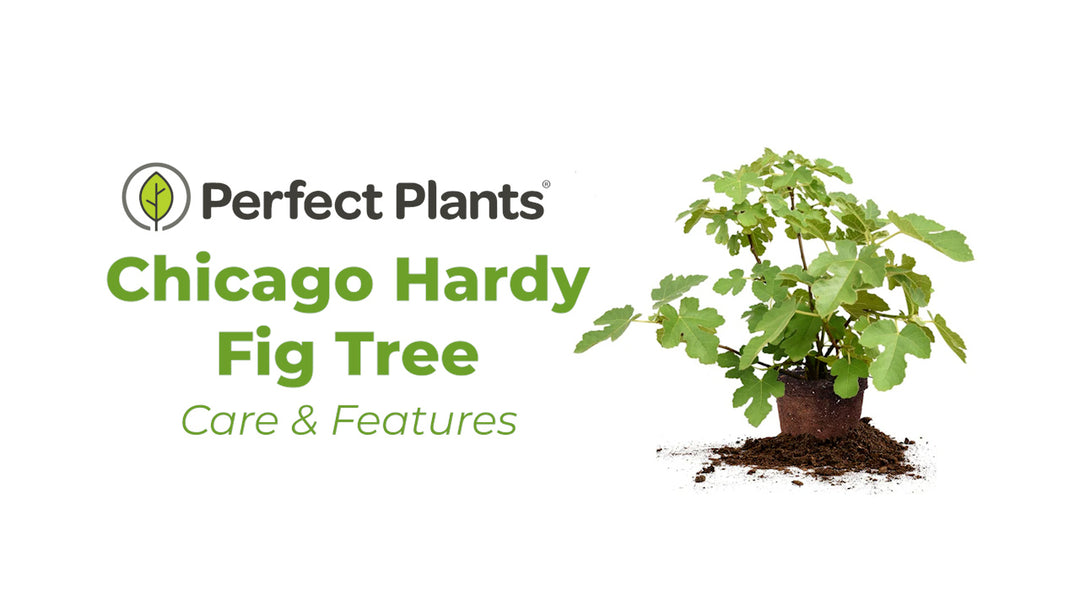 Chicago Hardy Fig For Sale | Cold Hardy Fruit | Perfect Plants