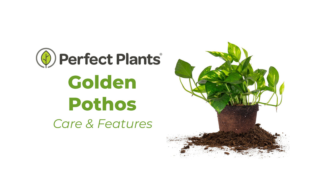 Golden Pothos for Sale | Buy Houseplants Online