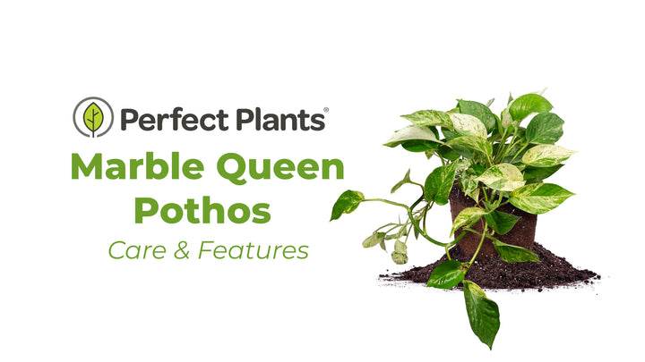 marble queen pothos benefits Marble Queen Pothos for Sale