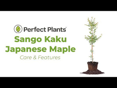 Sango Kaku Coral Bark Japanese Maple Tree