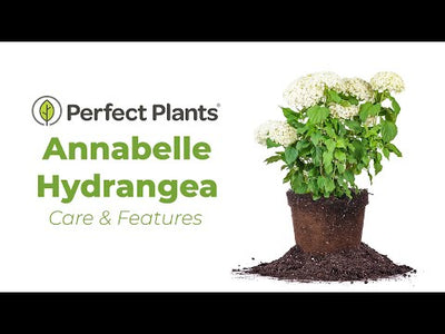 Annabelle Hydrangea Bush
