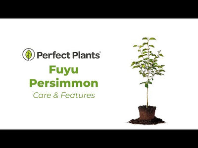 Fuyu Persimmon Tree