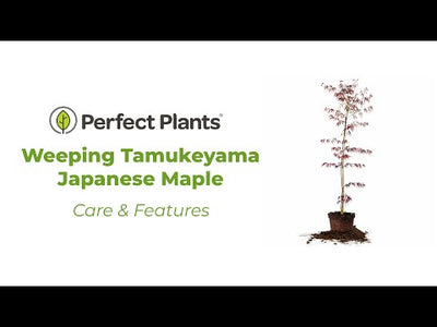 Weeping Tamukeyama Japanese Maple Tree