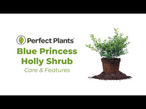 Blue Princess Holly Shrub