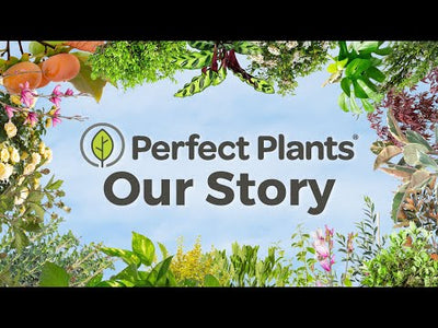 Perfect Plants Nursery shipping guarantee and excellent customer service