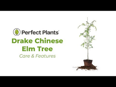 Drake Chinese Elm Tree