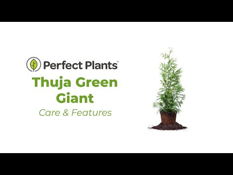 Thuja Green Giant Tree