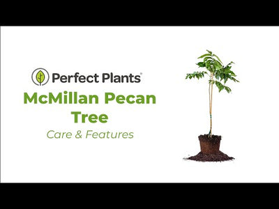 McMillan Pecan Tree | Type 2 Pollinator