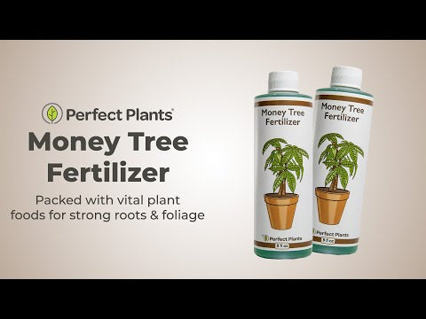 money plant water fertilizer Money Tree Fertilizer - 8 fl oz