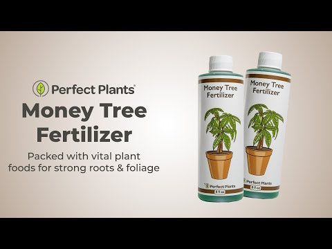 Liquid Money Tree Fertilizer