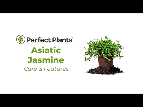 Asiatic Jasmine Ground Cover to Sale | Perfect Plants