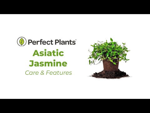 Asiatic Jasmine Shrub