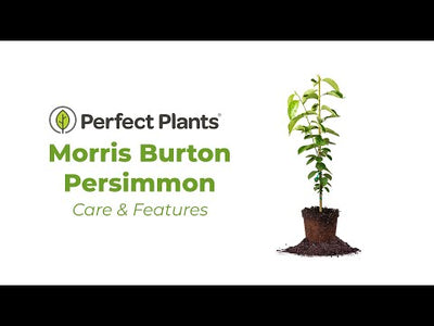 Morris Burton Persimmon Tree