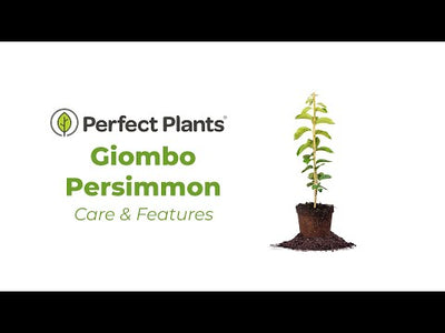 Giombo Persimmon Tree