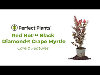 Red Hot™ Black Diamond® Crape Myrtle Tree