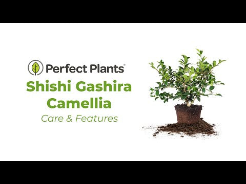 Shishi Gashira Camellia