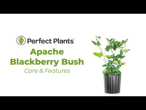 Apache Blackberry Bush