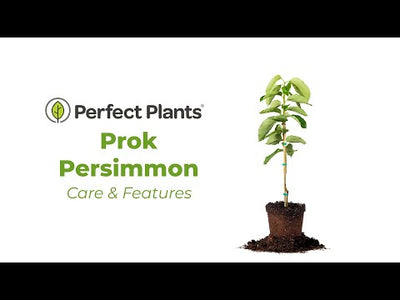 Prok Persimmon Tree