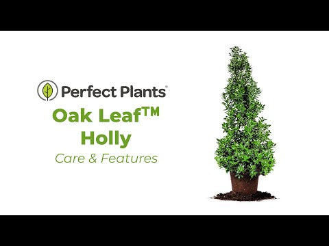 Oak Leaf® Holly