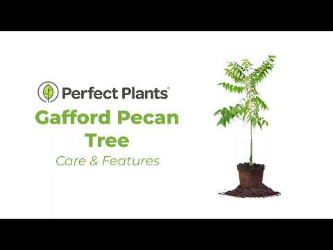 Gafford Pecan Tree for Sale | Buy Pecan Trees Online | Perfect Plants
