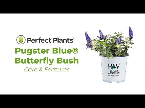 Pugster Blue® Butterfly Bush