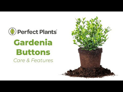 Gardenia Buttons Bush