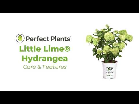 Little Lime® Hydrangea