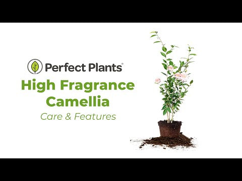 how to care for high fragrance camellia plant