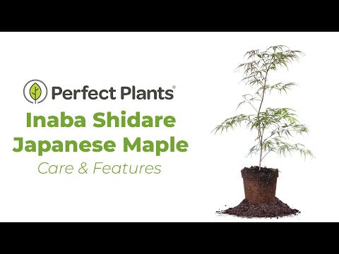 Inaba Shidare Japanese Maple Tree