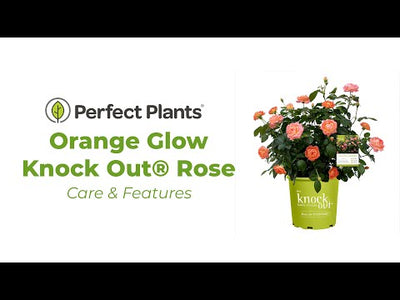 Orange Glow Knock Out® Rose Bush