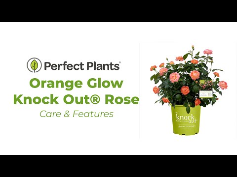 rose toy price in kenya One Dozen Orange Roses: Orange Explosion – Rosaholics 3 Dozen (AWESOME SIZE) main image 1