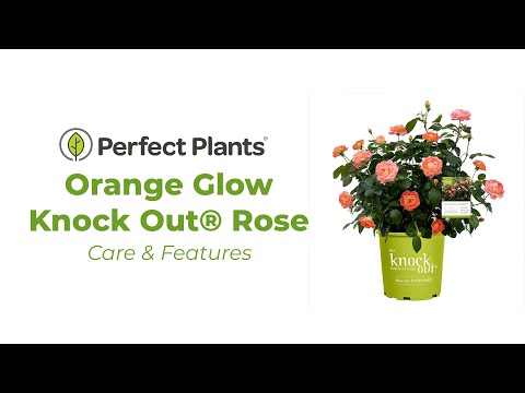 Orange Glow Knock Out® Rose Bush