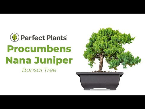 Shop Procumbens Nana Juniper Bonsai Tree for Sale