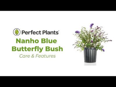 Buddleia Nanho Blue Butterfly Bush