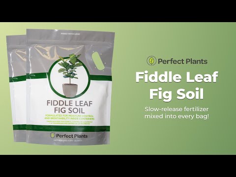 fiddle leaf fig soil moisture Fast Draining Soil for Fiddle Leaf Figs