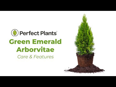 can you plant arborvitae in a pot Buy Emerald Green Arborvitae for Sale