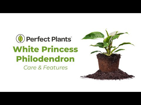 White Princess Philodendron Plant