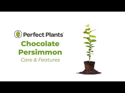 Chocolate Persimmon Tree