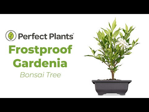 gardenia bonsai tree for sale Frost Proof Gardenia Bonsai Tree