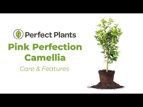 Pink Perfection Camellia