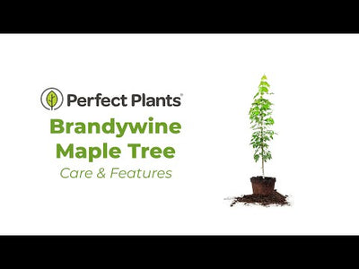Brandywine Maple Tree