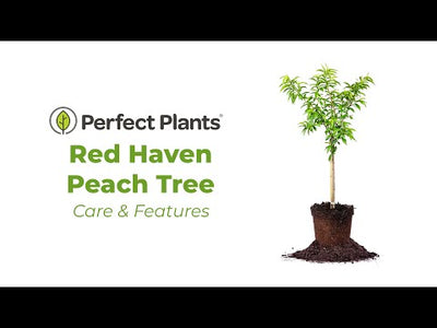 Red Haven Peach Tree