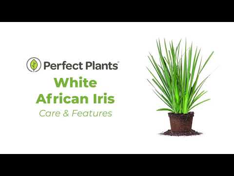 White African Iris Shrub