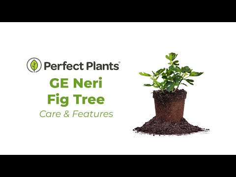GE Neri Fig Tree