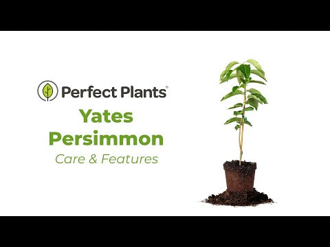 Yates Persimmon Tree