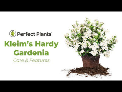 Kleim's Hardy Gardenia Shrub