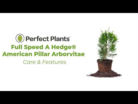 Full Speed A Hedge® American Pillar Arborvitae Tree